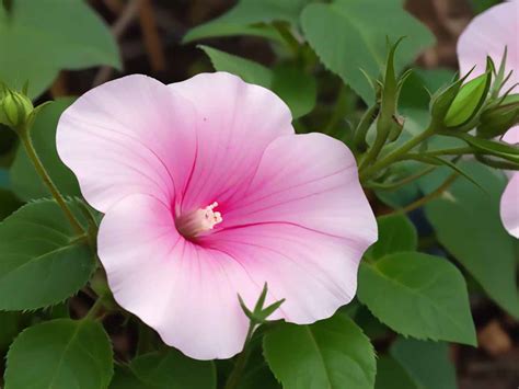 Convolvulus Althaeoides O Correhuela Rosa Cuidados Y Consejos Para Su