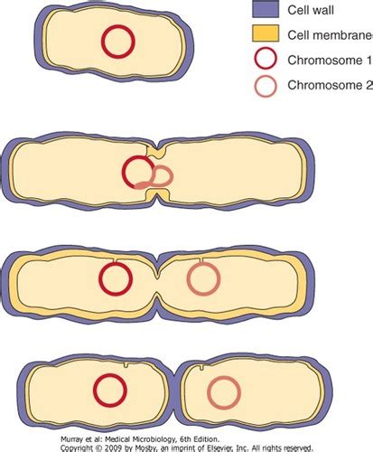 Micro L18 Microbial Metabolismmicrobial Structures And Functions