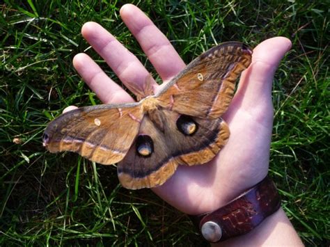 Our Giant Silk Moths And Ancient Mythology East Brunswick Nj Patch