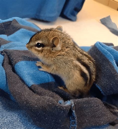 Baby chipmunk : r/aww