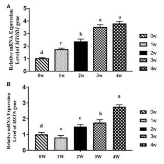 Relative MRNA Expression Levels Of Myogenic Differentiation 1 MYOD1