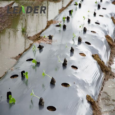 PE Black Agricultural Biodegradable Greenhouse Mulch Plastic Mulch