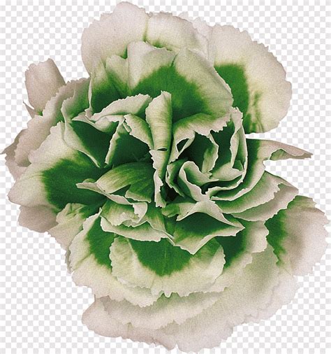 Flores Cortadas Rosa Planta Cravo Folha Vegetal Cor Png Pngegg