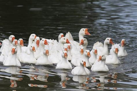 Gansos Blancos Y Patos Que Nadan En El Agua Azul En Verano Foto De