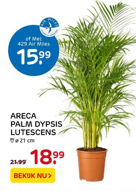 Areca Palm Dypsis Lutescens Aanbieding Bij Praxis Folders Nl