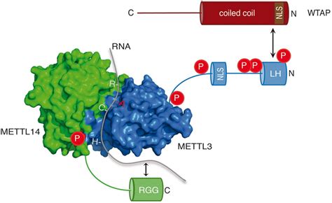 Interactions Localization And Phosphorylation Of The M6a Generating Mettl3 Mettl14 Wtap Complex