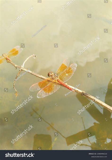 2,085 Water Side Insect Images, Stock Photos & Vectors | Shutterstock