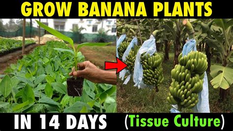 How To Grow Banana Plants In 14 Days Tissue Culture Method Youtube