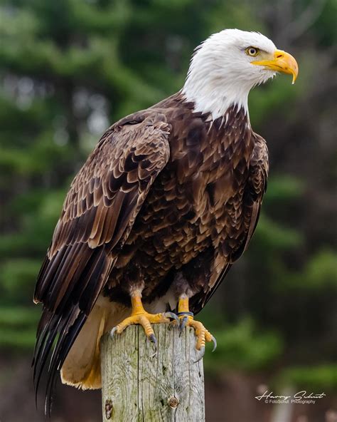 Eagle Portrait Fine Art Print Bald Eagle Bald Eagle Etsy Artofit