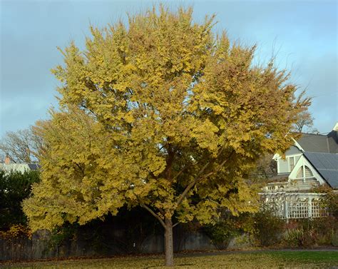 Ulmus parvifolia Bosque™ | Landscape Plants | Oregon State University