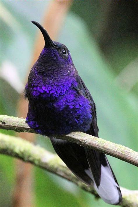 Violet Sabrewing Campylopterus Hemileucurus Male