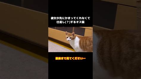 やられたらやり返す猫shorts Youtube