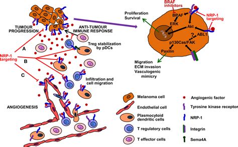 Targeting Of Nrp In The Treatment Of Melanoma The Targeting Of This