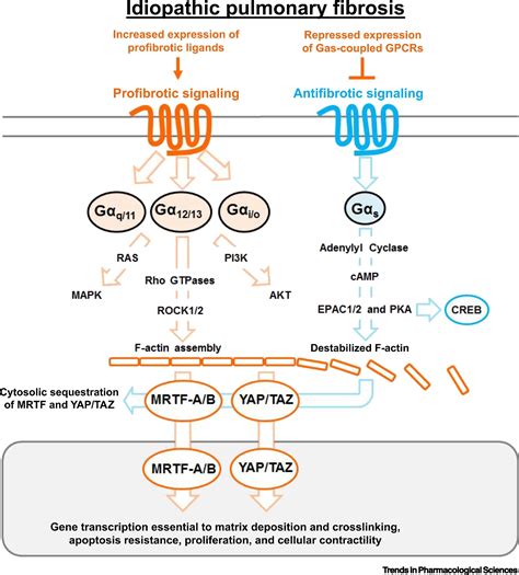 Targeting GPCR Signaling For Idiopathic Pulmonary Fibrosis Therapies