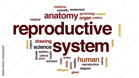 Reproductive System Animated Word Cloud Text Design Animation Stock Video Adobe Stock