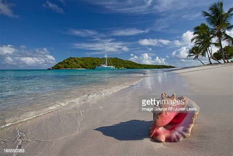 Conch Shell Beach Photos Et Images De Collection Getty Images