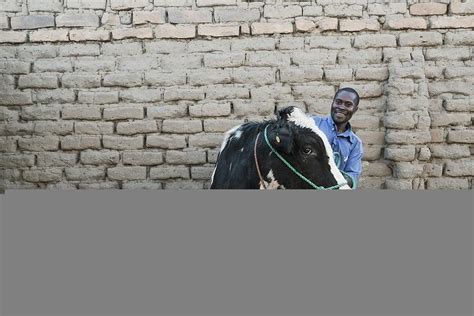 Improving Dairy Production In Tanzania Livestock Data For Decisions