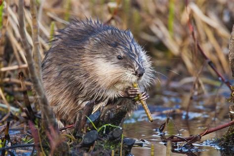 Creature Feature The Mighty Muskrat Forest Preserve District Of Will