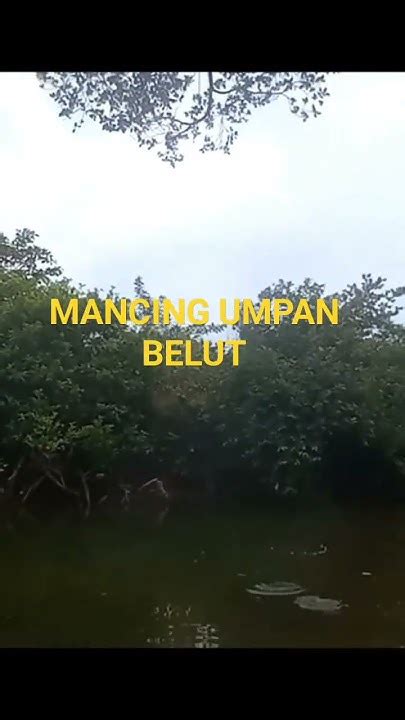 Mancing Ikan Mj Umpan Belut Mancingikan Videoshorts Mangrovejack