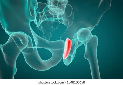 Urogenital Male Anatomy Anterior Xray View Illustration De Stock