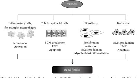 Pdf Tgf β1smads And Mir 21 In Renal Fibrosis And Inflammation Semantic Scholar