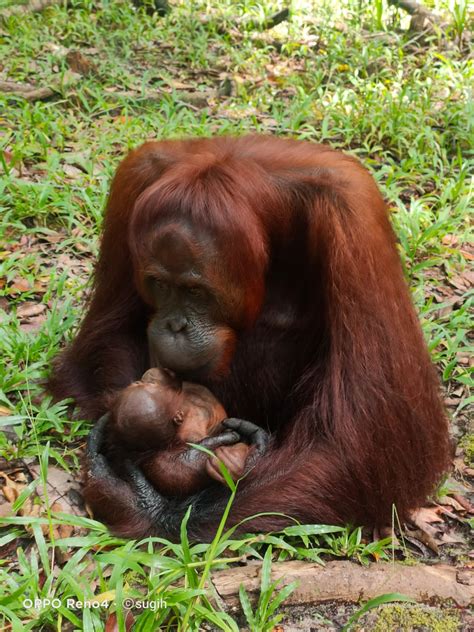 Mely Bayi Orangutan Ke Lahir Di Sm Lamandau Leuser Conservation