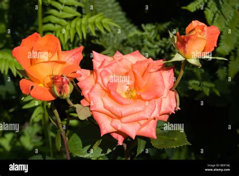 Rose Apricot Silk Stock Photo Alamy