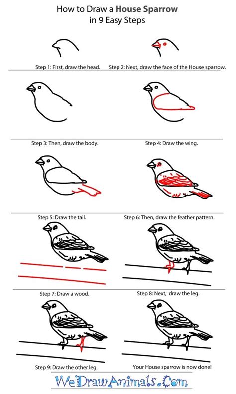 Sparrow Drawing Step By Step At Drawing Tutorials