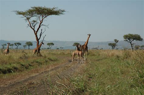 Day Adventure Trip To Ruma National Park Enclose Africa Safaris