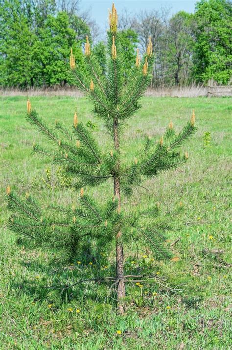 Pine Tree Small Stock Image Image Of Growth Rural Forest 87937059