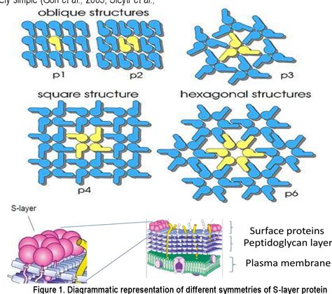 Pdf Insights Into Involvement Of S Layer Proteins Of Probiotic