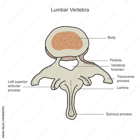 Second Lumbar Vertebra Lumbar Spine Vertebral Bones Vertebra Trunk