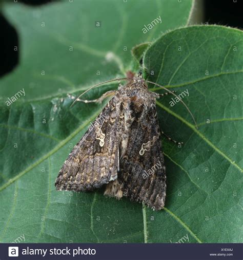 Cabbage Looper Ni Moth Trichoplusia High Resolution Stock Photography ...