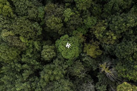 Drones Ayudan A Resolver El Enigma De La Captura De Carbono En Bosques