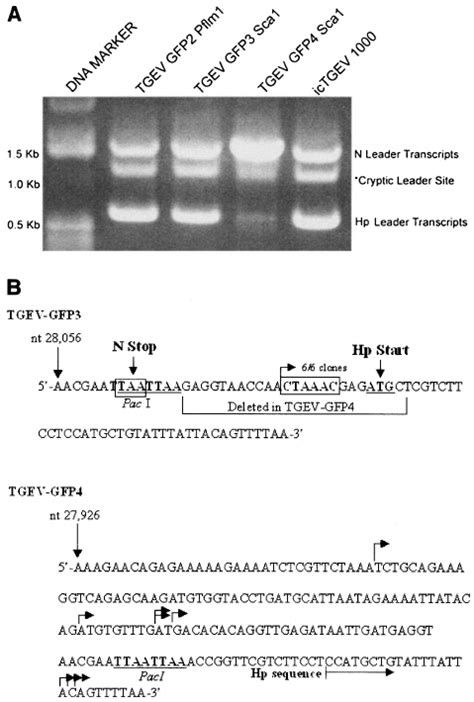 Rt Pcr And Sequence Analysis Of Leader Containing Tran Scripts In