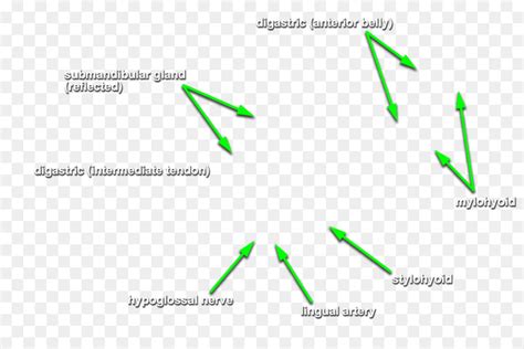 La Glándula Submaxilar Submental Triángulo De La Glándula Salival