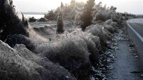 Spider Swarm Cloaks Greek Lake In 1000 Meter Web Youtube