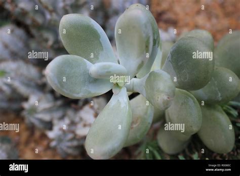 Moonstone Pachyphytum Oviferum Cultivated Ornamental Cactus And