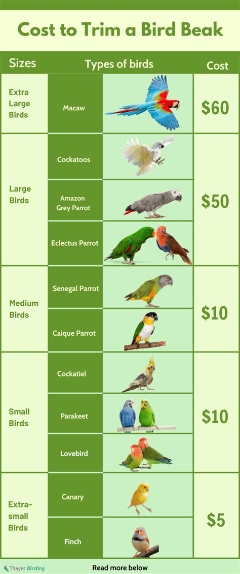 How Much Does It Cost To Trim A Bird Beak 2025 Updated