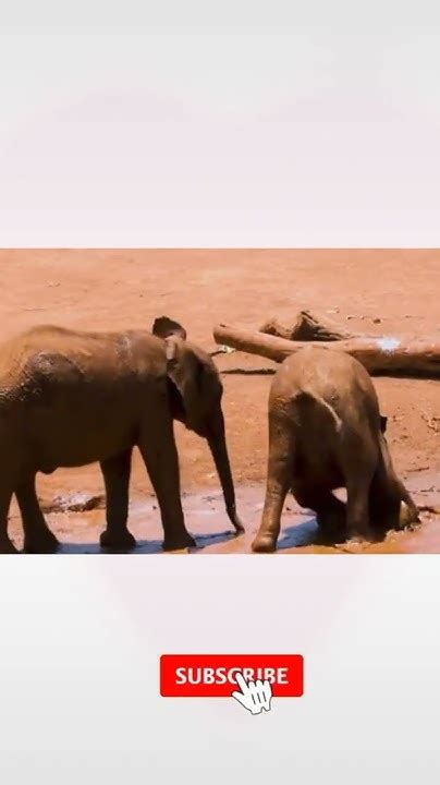 Cute Elephants Playing😯😳watch Till Endanimal Lover Shorts Viral