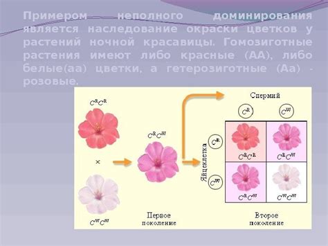 Генотип и фенотип Типы взаимодействия генов