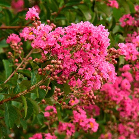 Crape Myrtle Hopi Pink Bay Gardens