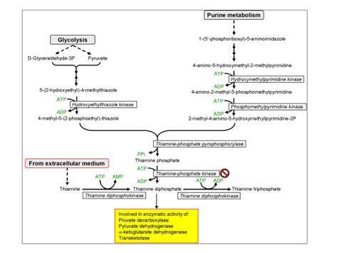 Biosynthesis Of Thiamine Diphosphate The No Entry Symbol Indicates Download Scientific Diagram