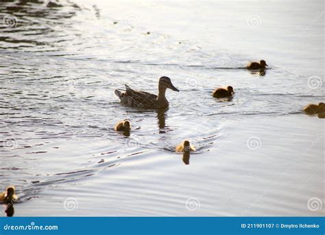 Duck With Ducklings Swim In Light Waves Stock Image Image Of