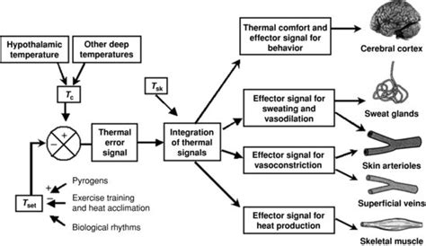 Schematic Diagram Of The Thermoregulatory Control System Tsk