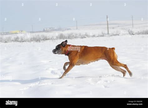 Senior Female Boxer Breed Running In Big Snow Stock Photo Alamy