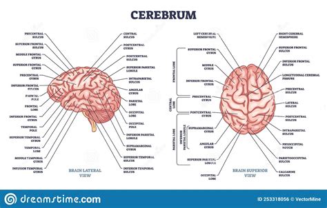 Estructura Cerebral Y Secciones Del Cerebro Humano Y Esquema De La