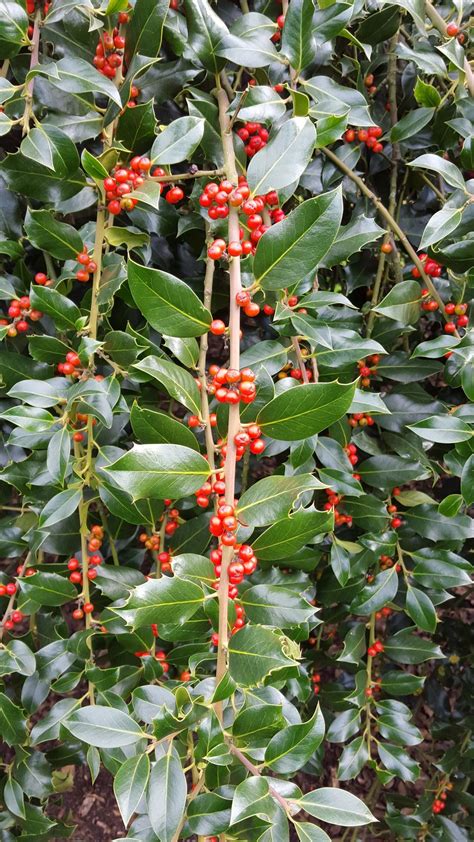 Ilex Aquifolium L Plants Of The World Online Kew Science