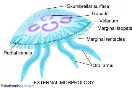 Aurelia (A Jellyfish)- An Overview