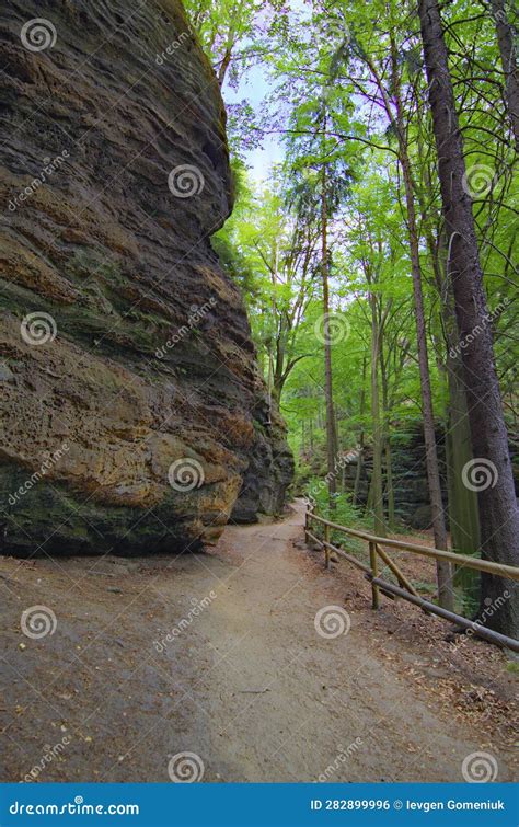 Vistas Panor Micas De La Ruta De Senderismo En El Bosque De Verano